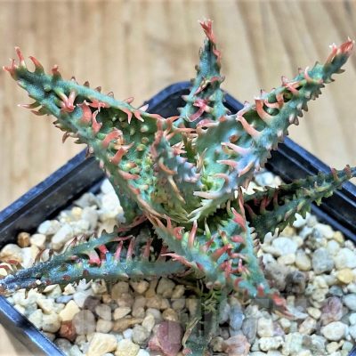 SH2791 Aloe TCT hybrid
