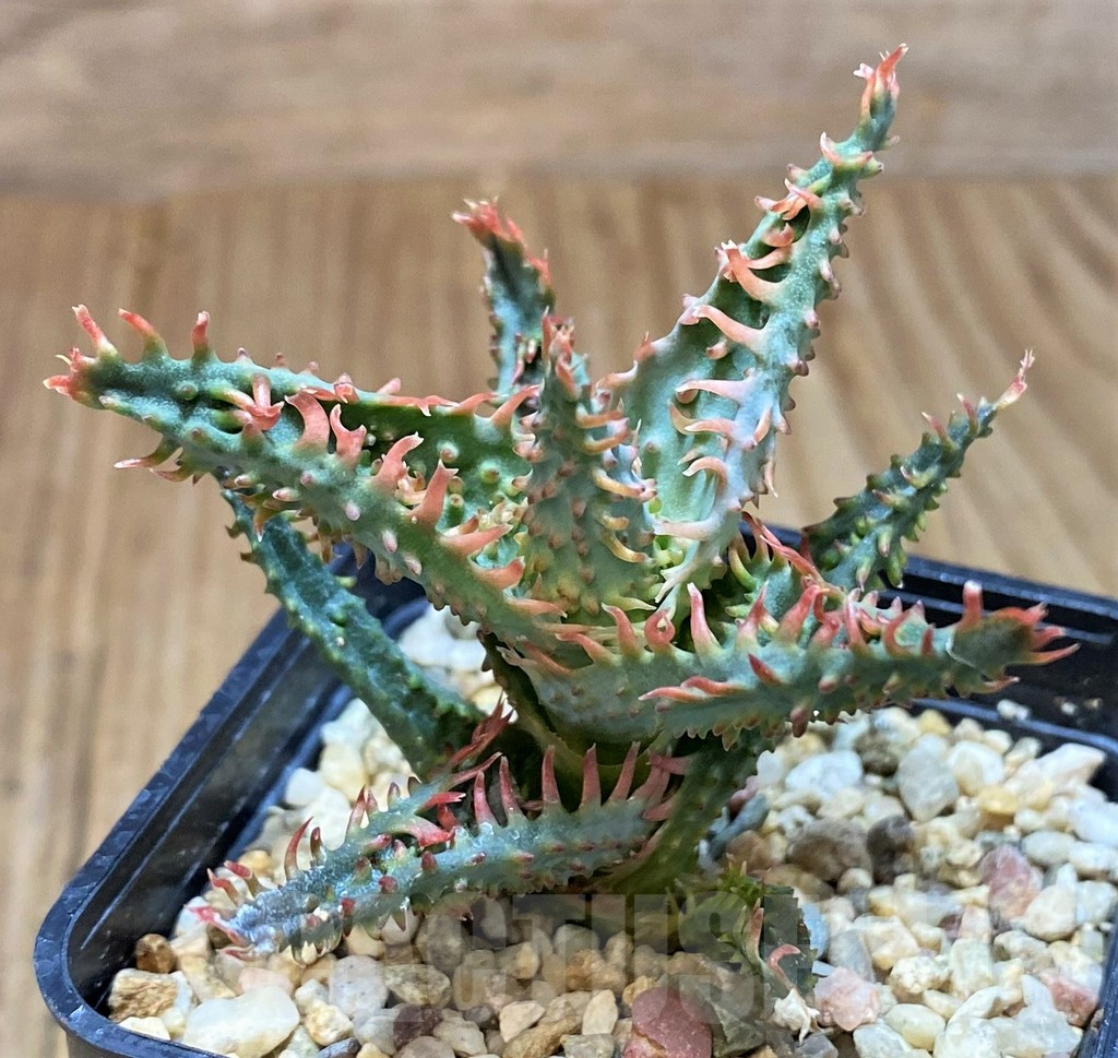 SH2791 Aloe TCT hybrid - Image 2