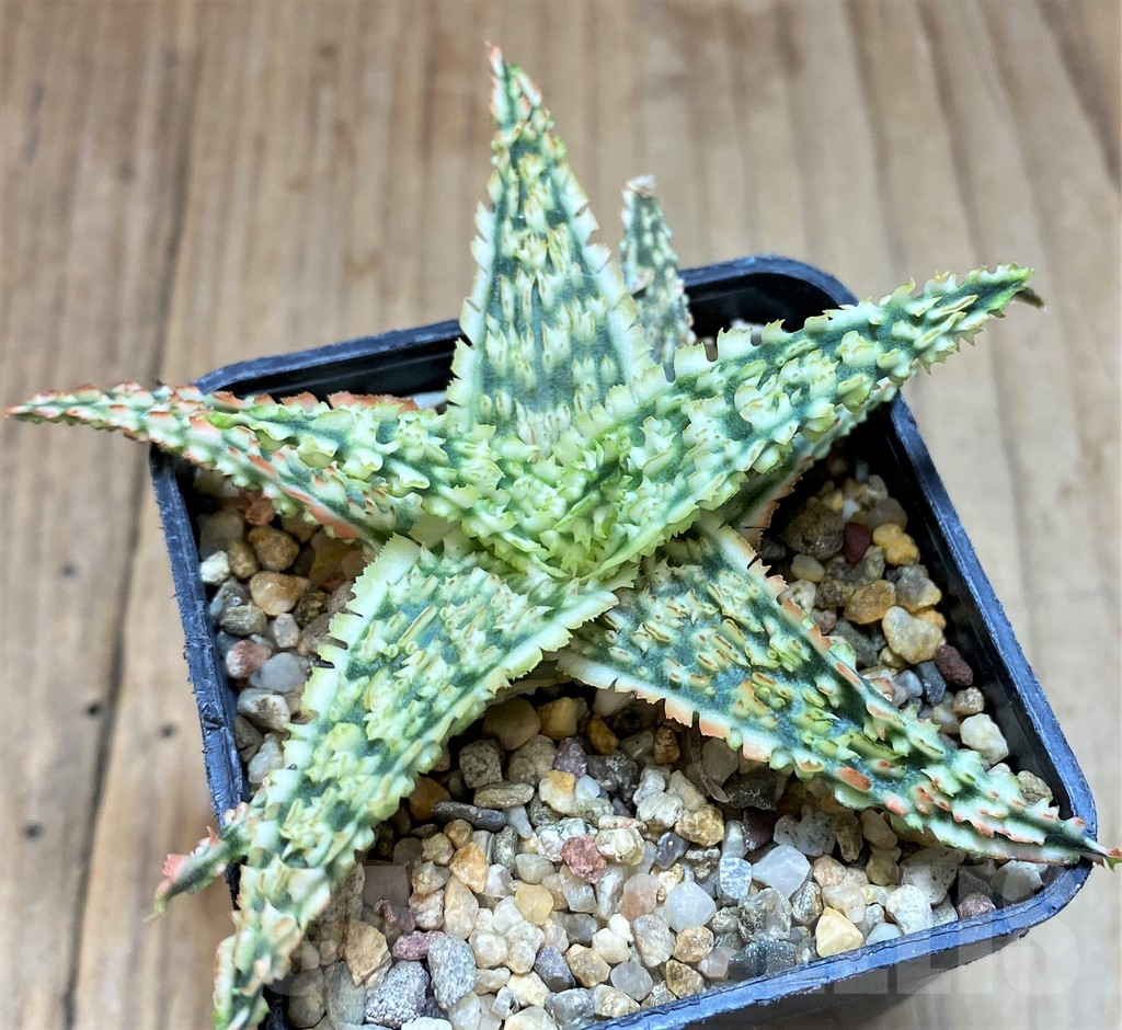 SH2792 Aloe TCT hybrid - Image 2