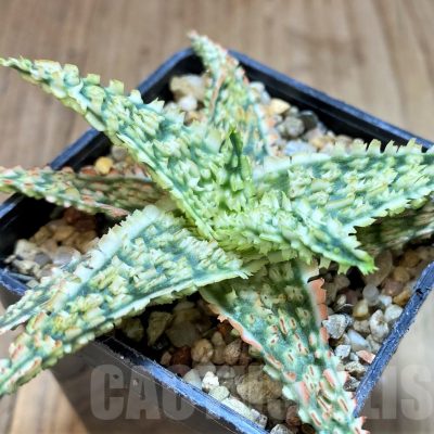 SH2792 Aloe TCT hybrid