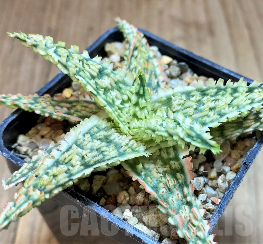 SH2792 Aloe TCT hybrid