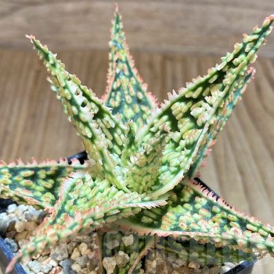 SH2793 Aloe TCT hybrid