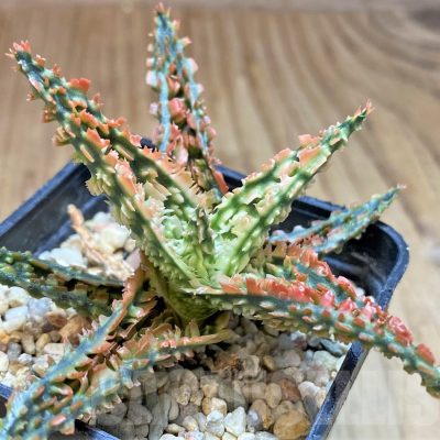 SH2796 Aloe TCT hybrid