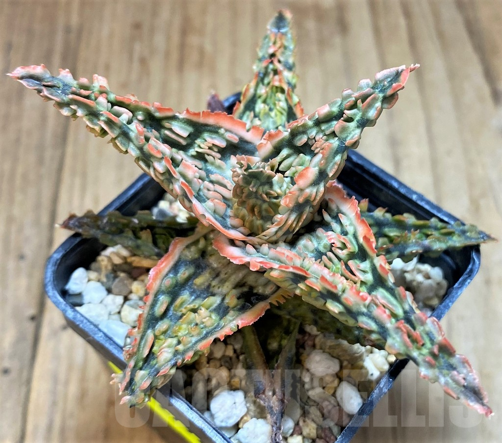 SH2797 Aloe TCT hybrid - Image 2