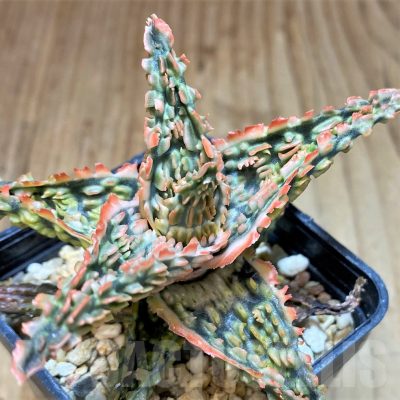 SH2797 Aloe TCT hybrid