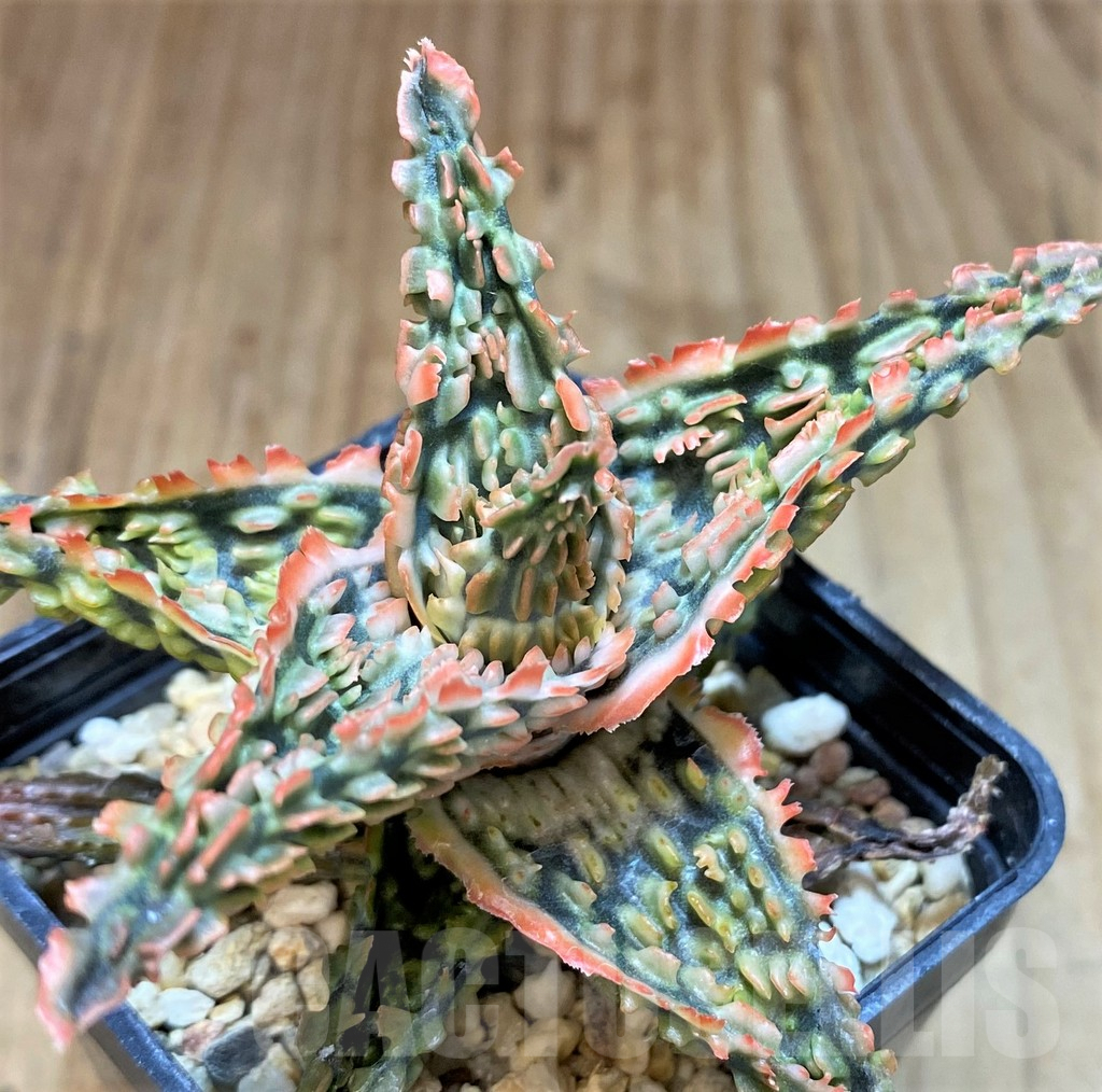SH2797 Aloe TCT hybrid