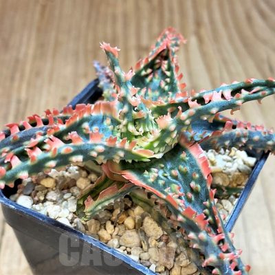 SH2798 Aloe TCT hybrid