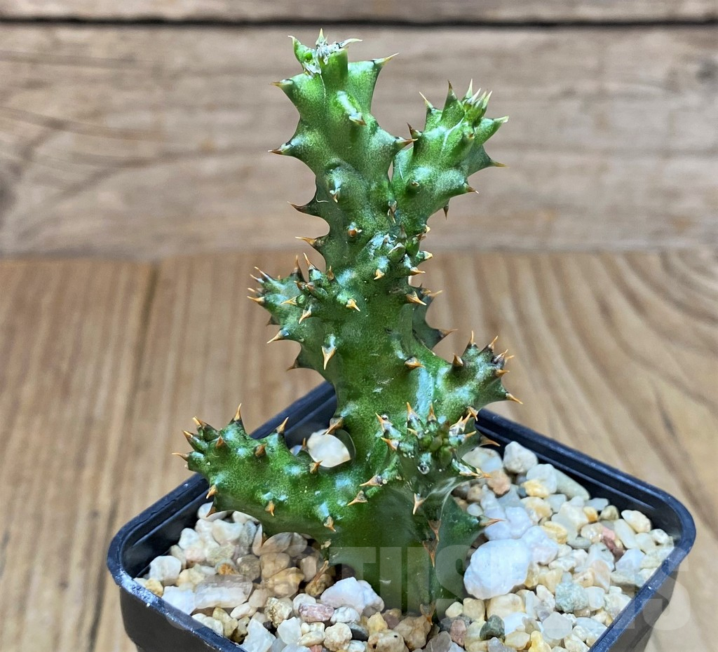 SH2748 Edithcolea grandis
