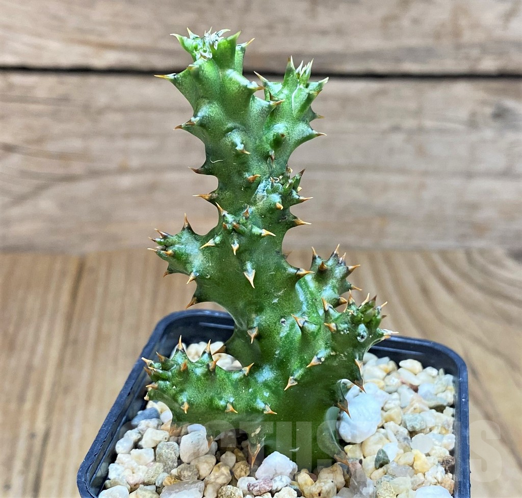 SH2748 Edithcolea grandis - Image 2