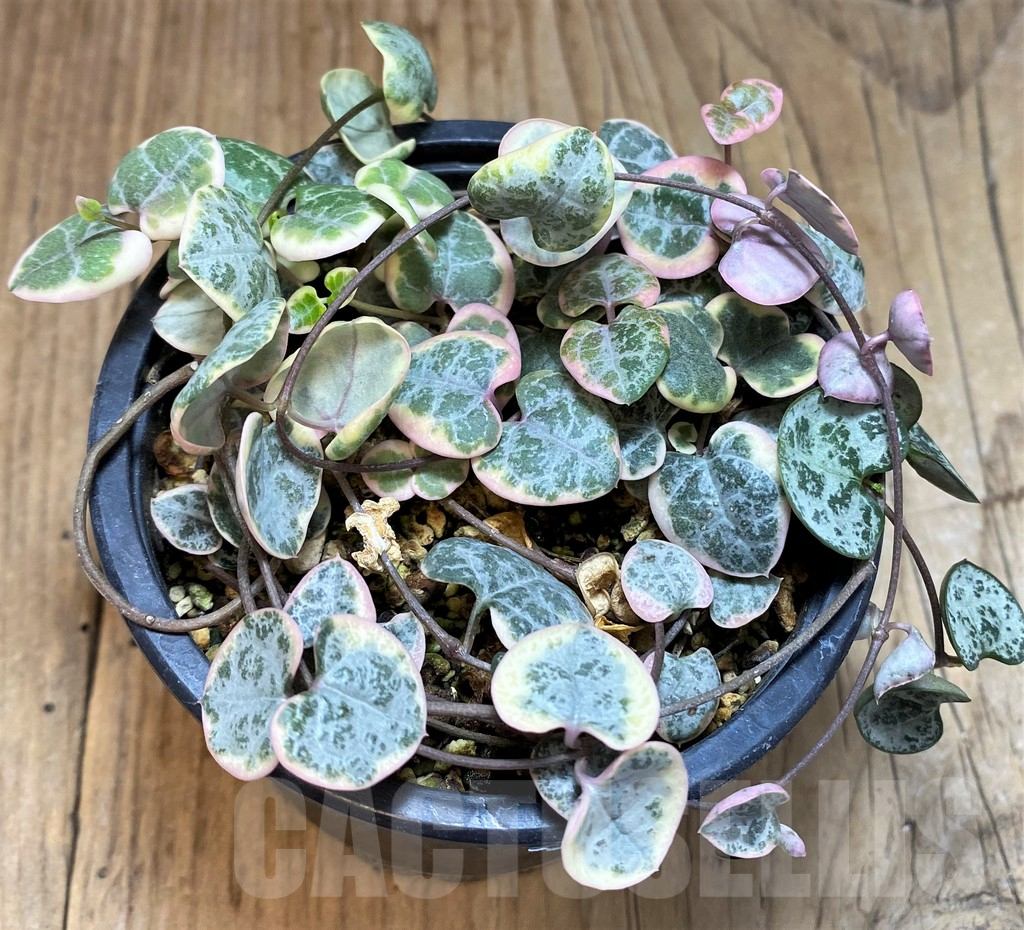 SH2753 Ceropegia woodii