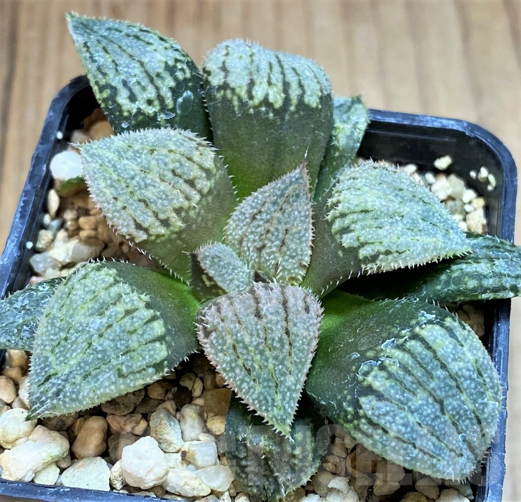 SH2759 Haworthia splendens 'Nautilus' - Image 2