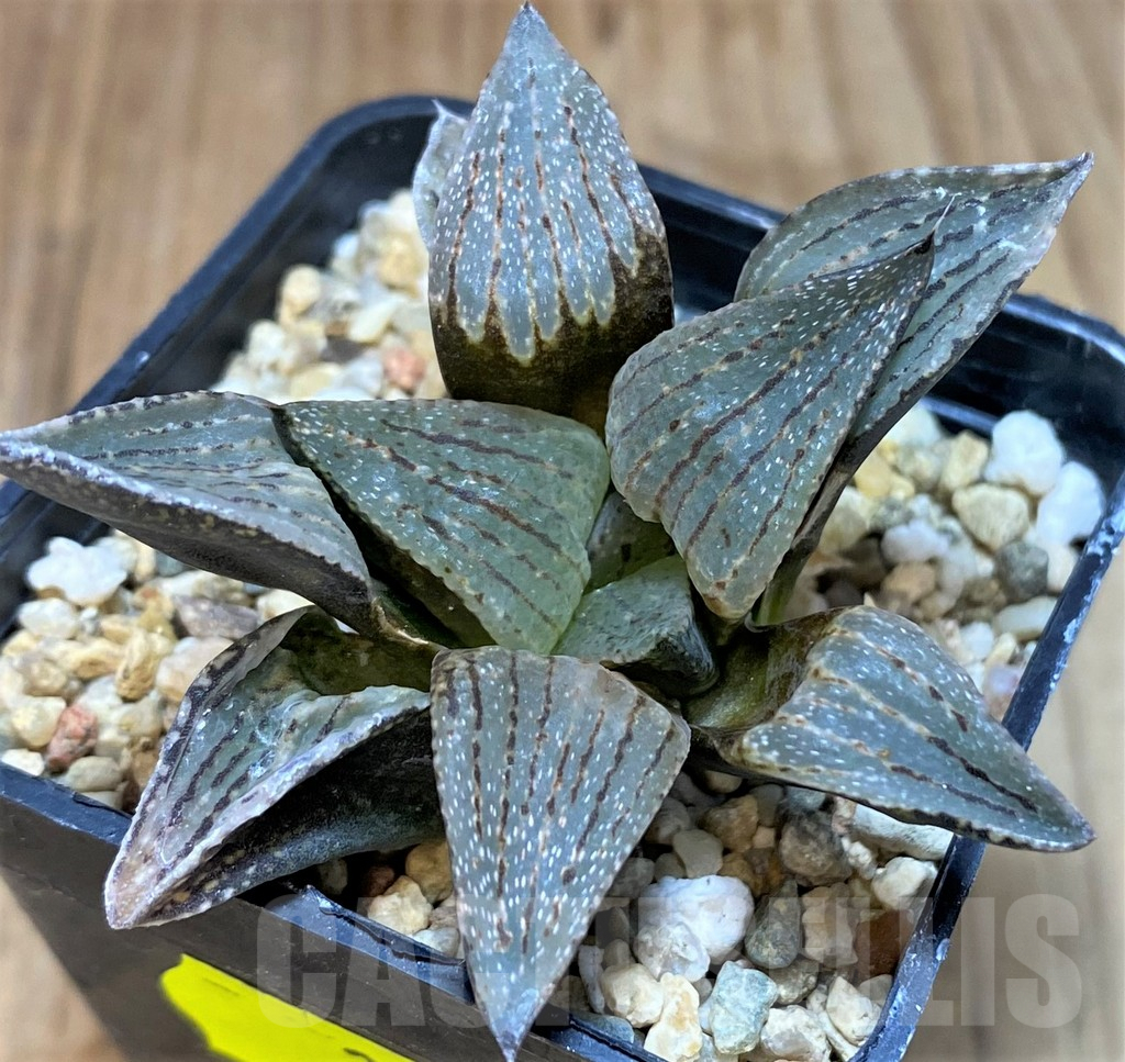 SH2761 Haworthia picta hybrid - Image 2