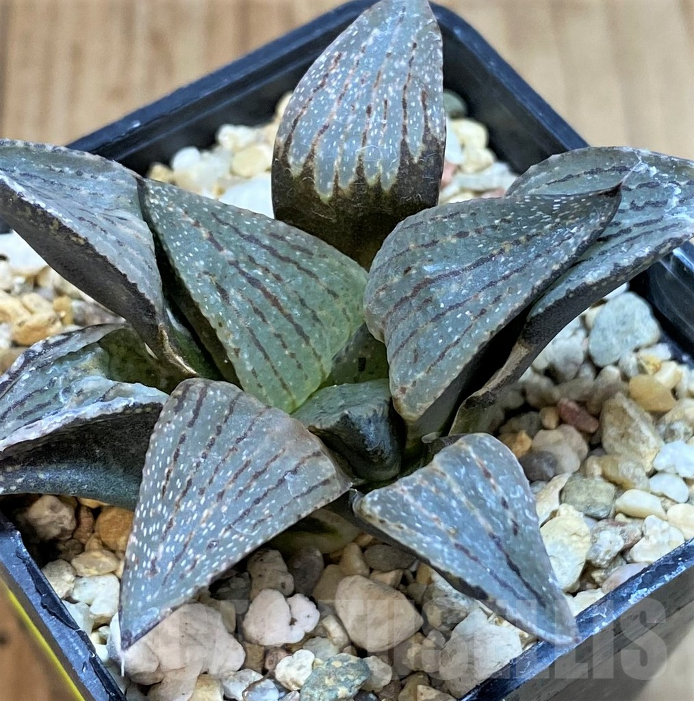 SH2761 Haworthia picta hybrid
