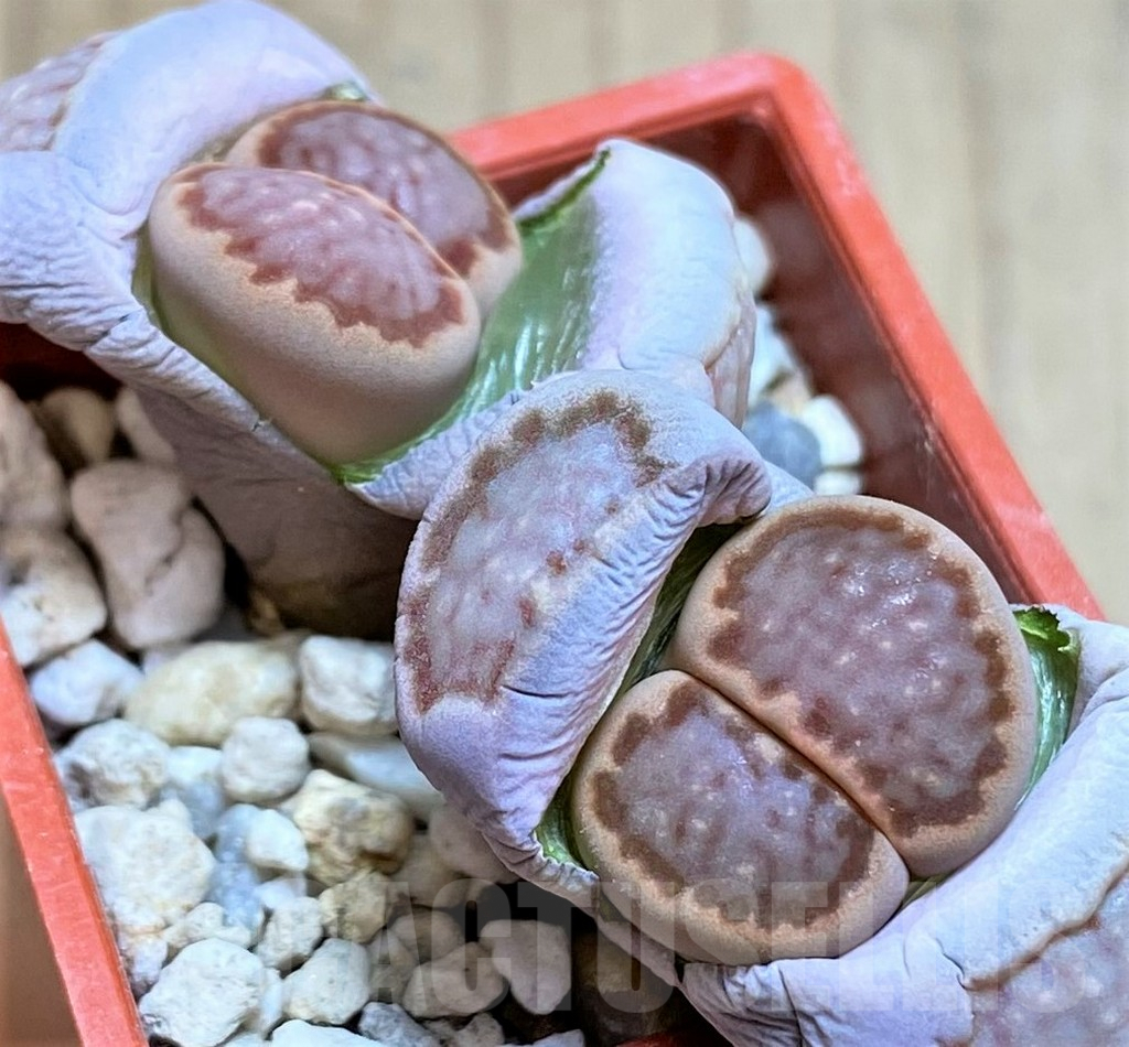 SH3137 Lithops hallii