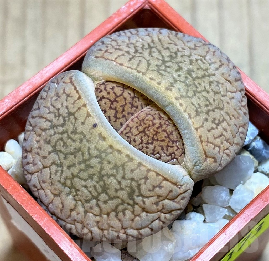 SH3173 Lithops aucampiae v. eunicea