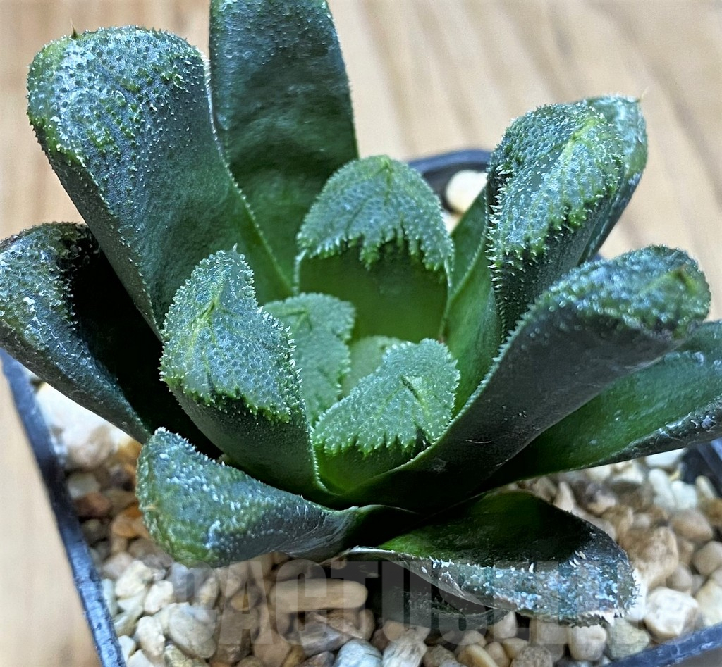 SH3271 Haworthia maughanii x cooperi v. venusta