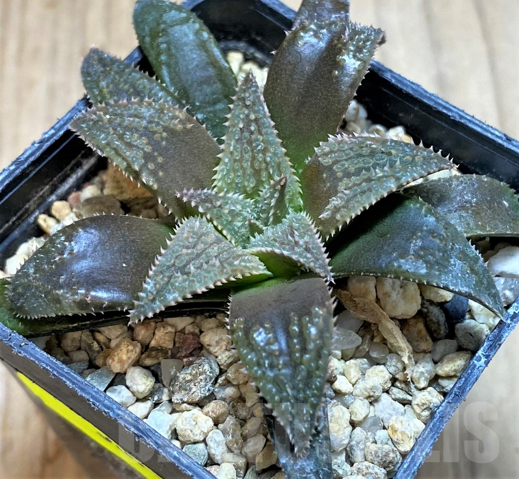 SH3274 Haworthia parksiana hybrid - Image 2