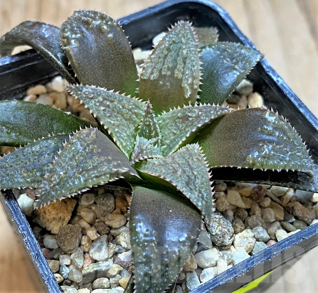 SH3274 Haworthia parksiana hybrid