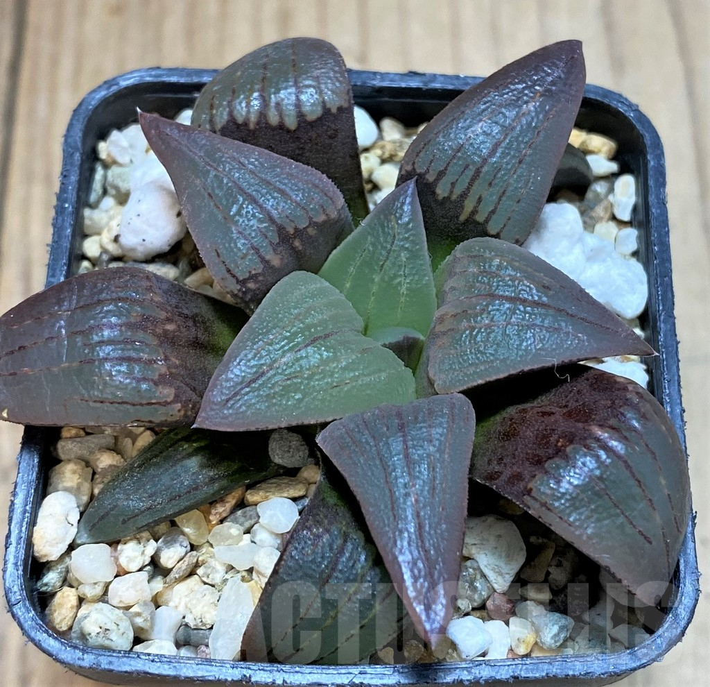 SH3276 Haworthia magnifica v. atrofusca -Japan- - Image 2