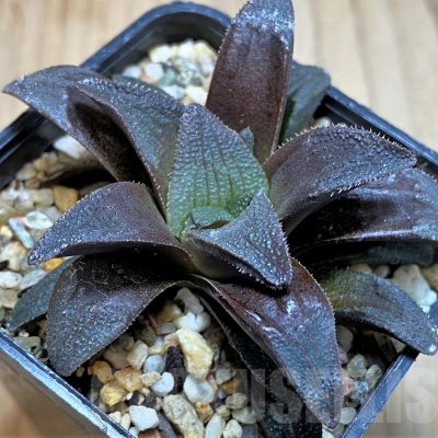 SH3277 Haworthia magnifica v. atrofusca -NW Riversdale-