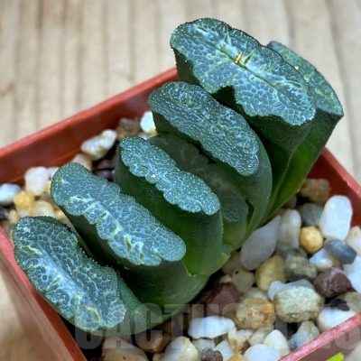 SH3283 Haworthia truncata -Japan-