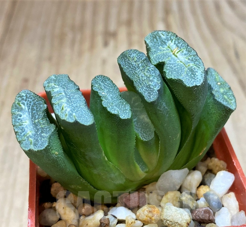 SH3283 Haworthia truncata -Japan- - Image 2