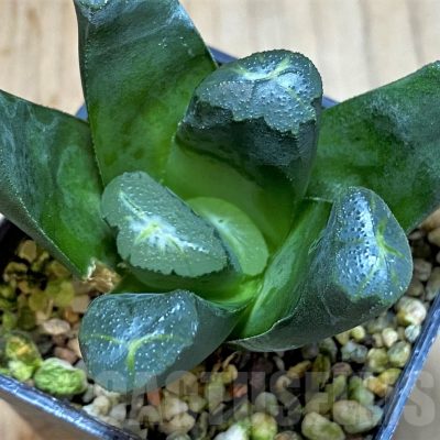 SH3285 Haworthia maughanii hybrid