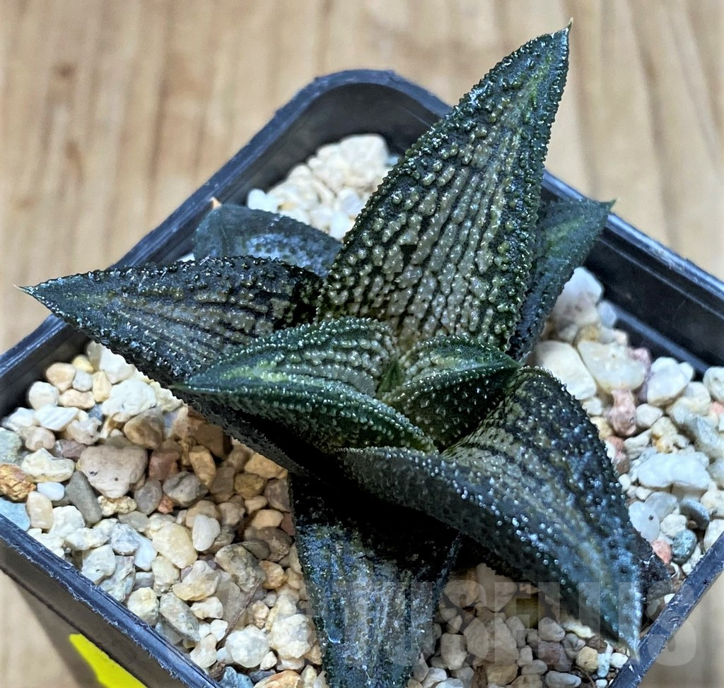 SH3286 Haworthia 'Kintaikyo'