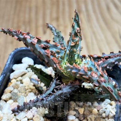 SH3242 Aloe TCT hybrid