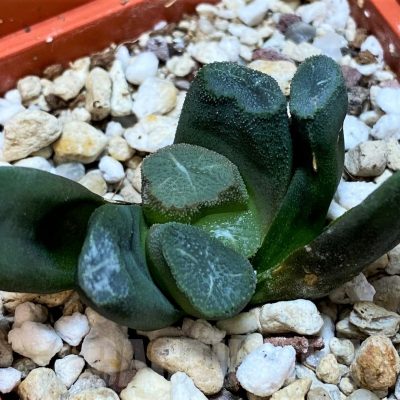 SH3292 Haworthia maughanii -Japan-