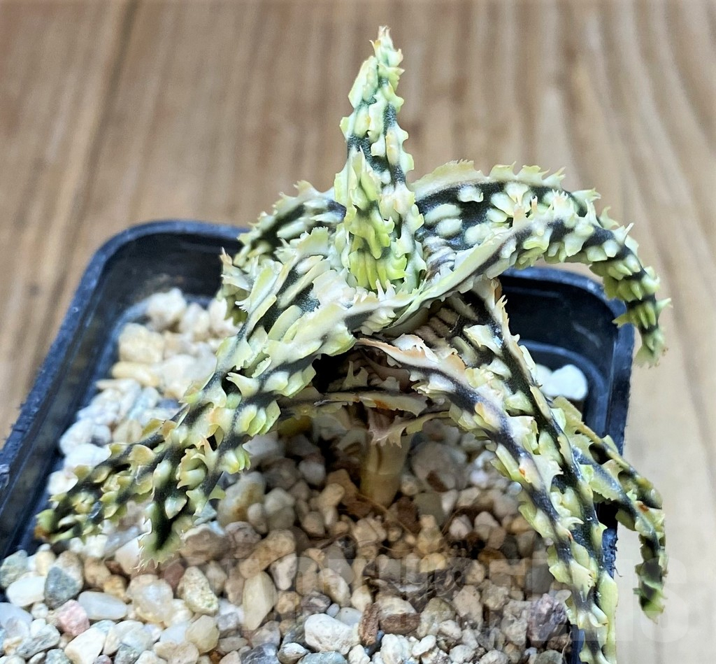 SH3243 Aloe TCT hybrid - Image 2