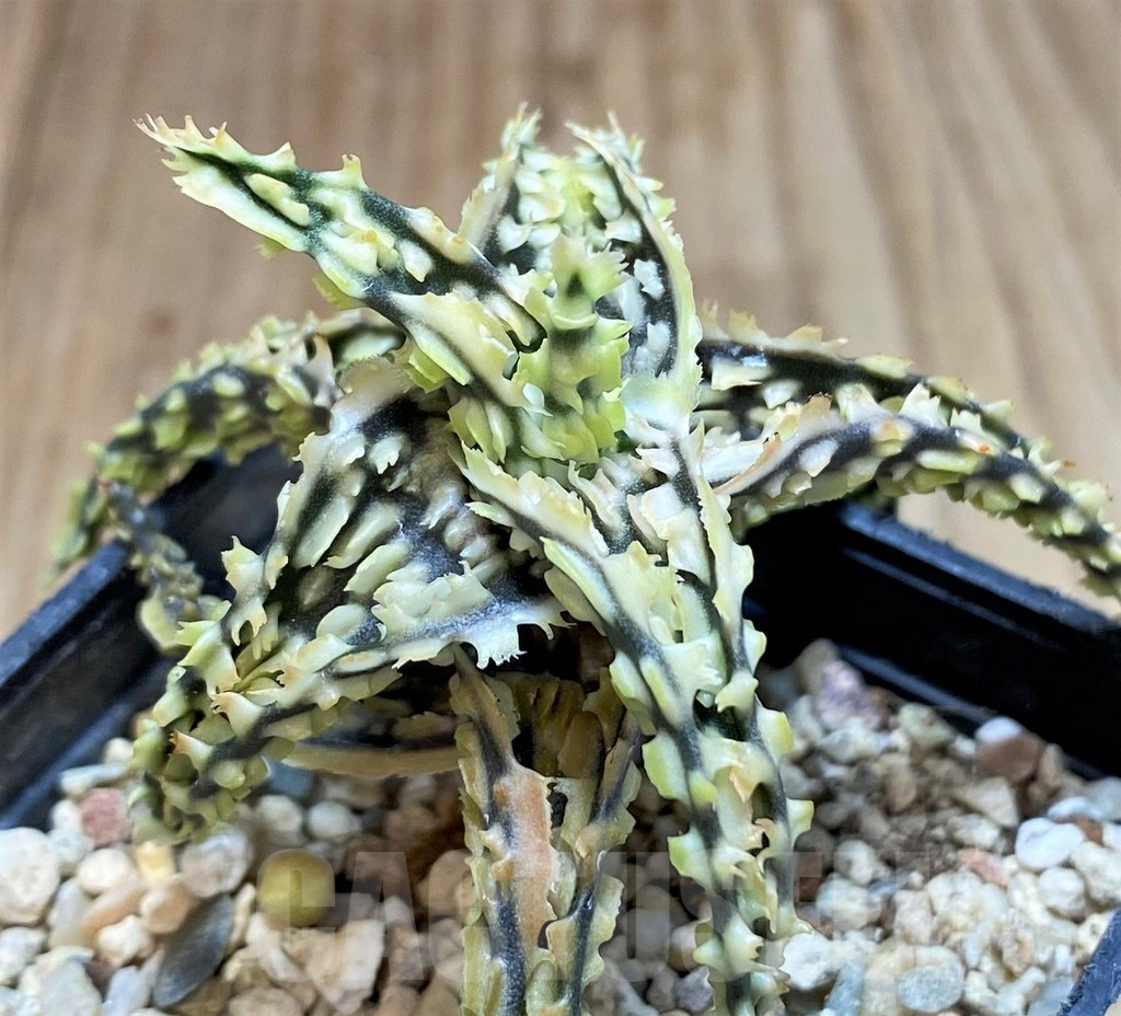 SH3243 Aloe TCT hybrid