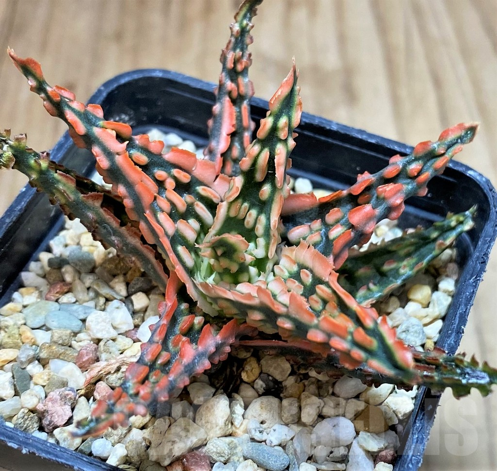 SH3244 Aloe TCT hybrid