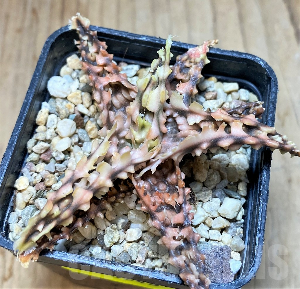 SH3245 Aloe TCT hybrid - Image 2
