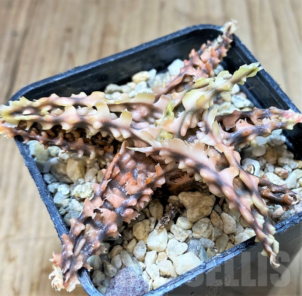 SH3245 Aloe TCT hybrid