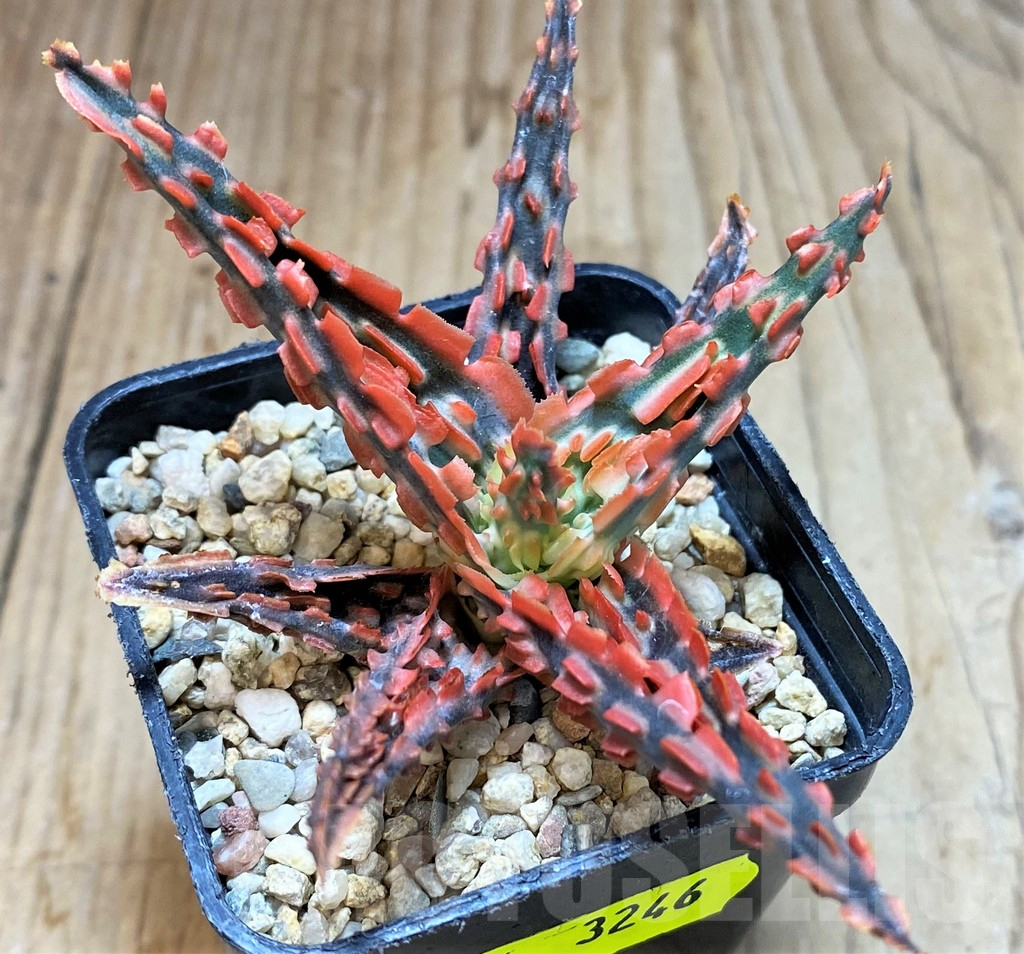 SH3246 Aloe TCT hybrid - Image 2