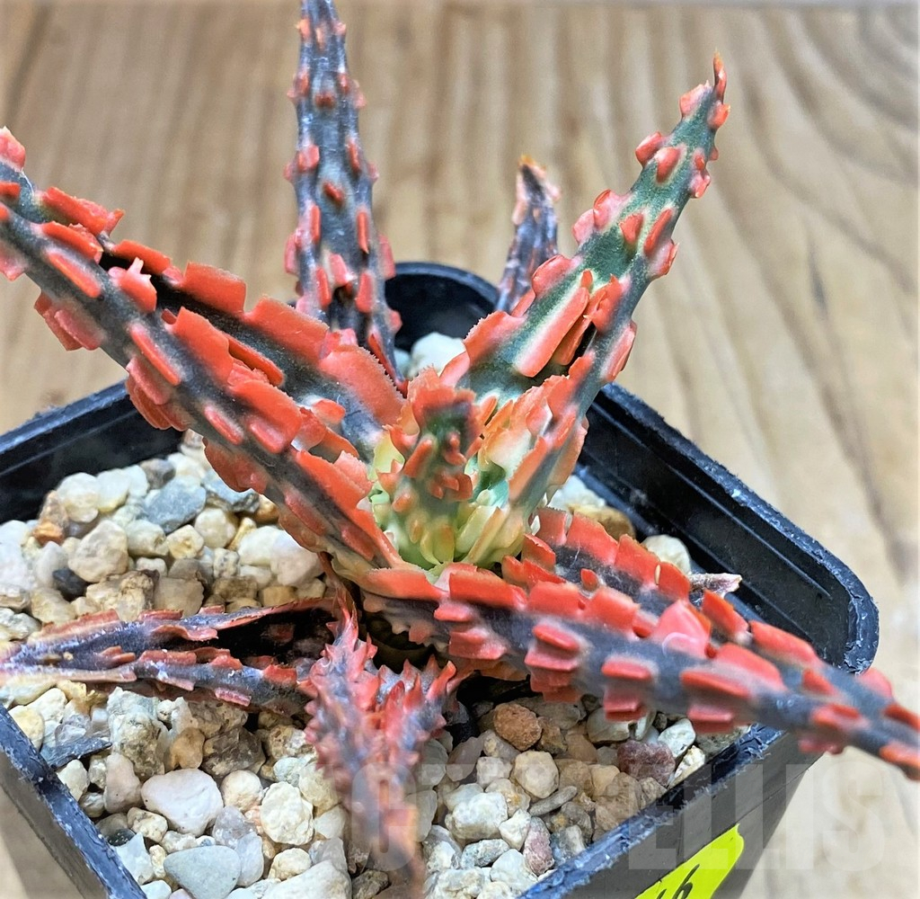 SH3246 Aloe TCT hybrid