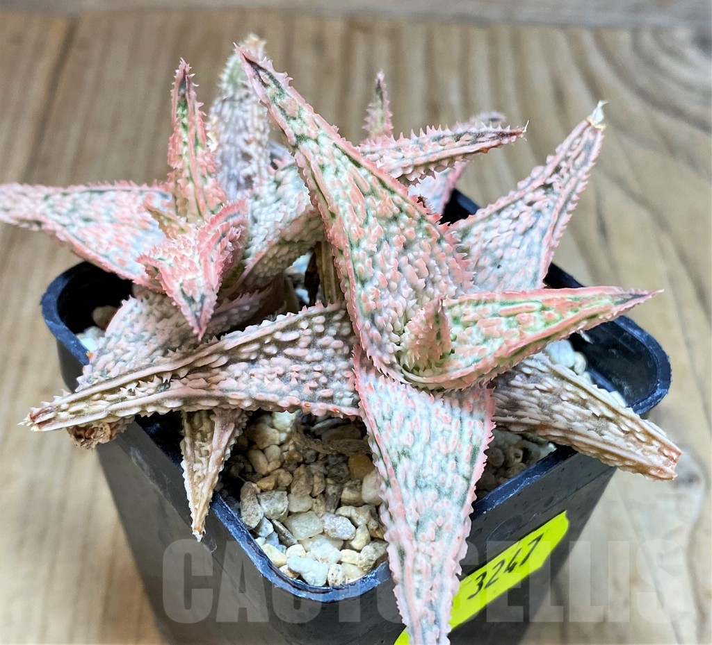 SH3247 Aloe TCT hybrid - Image 2