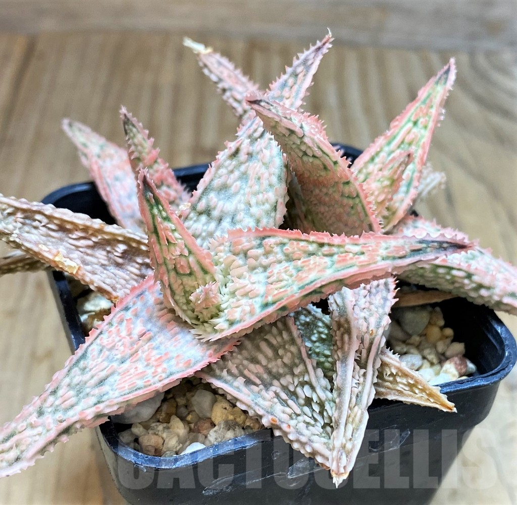 SH3247 Aloe TCT hybrid