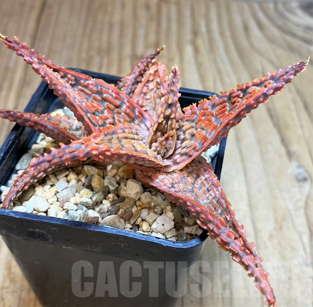 SH3248 Aloe TCT hybrid - Image 2