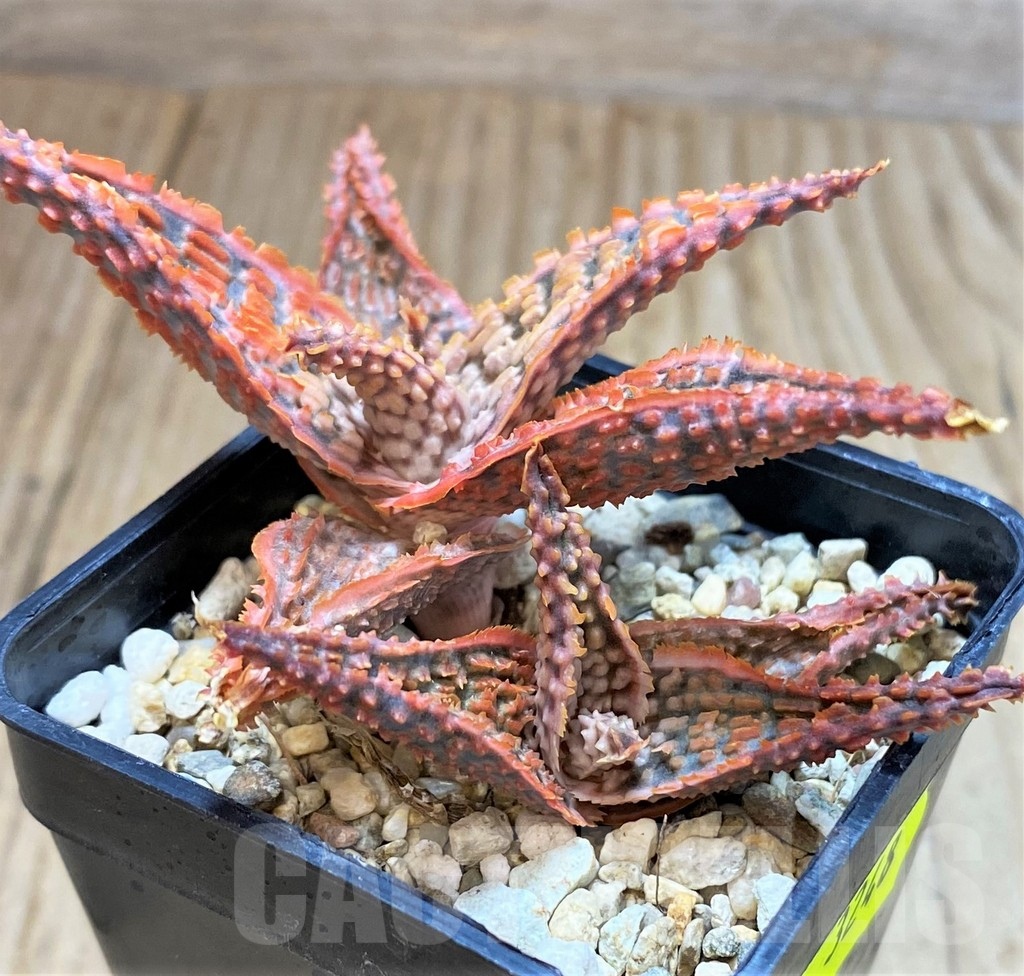 SH3248 Aloe TCT hybrid