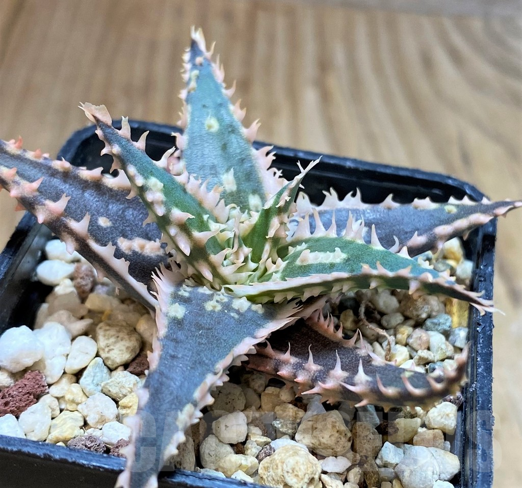 SH3249 Aloe TCT hybrid