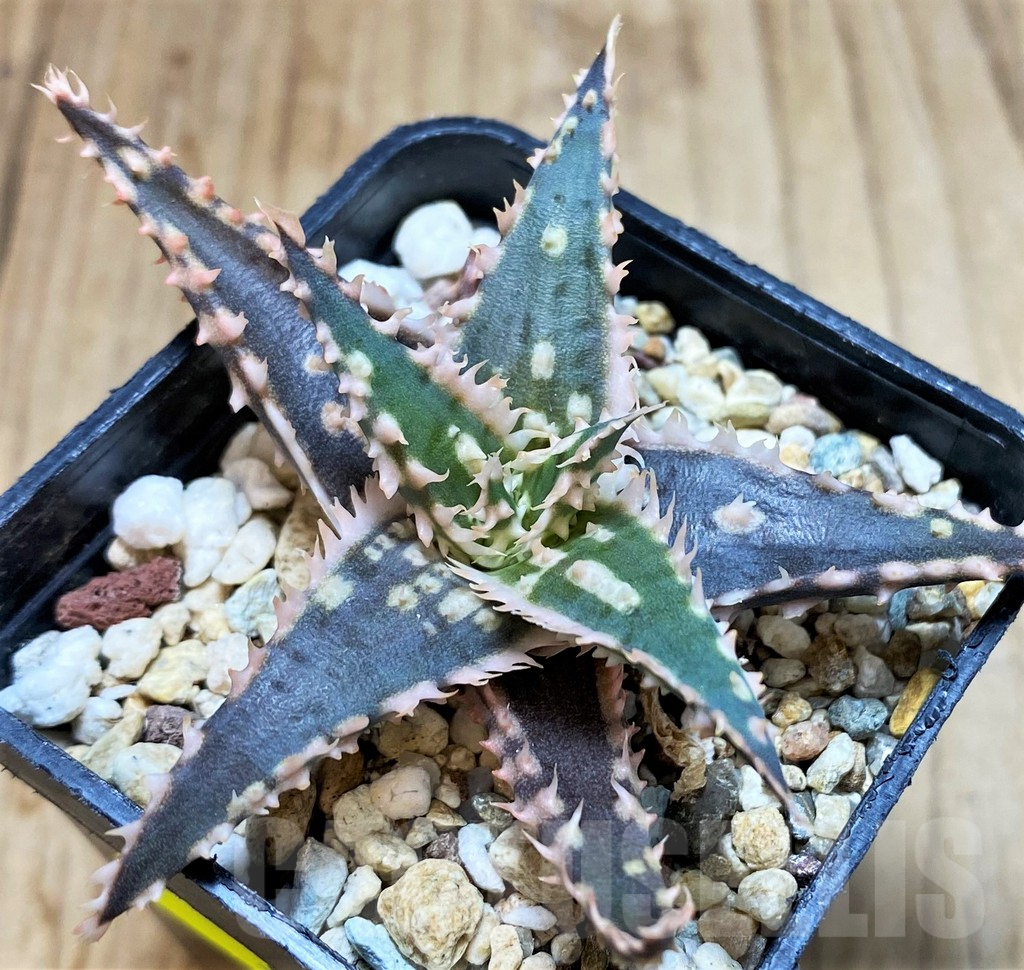 SH3249 Aloe TCT hybrid - Image 2