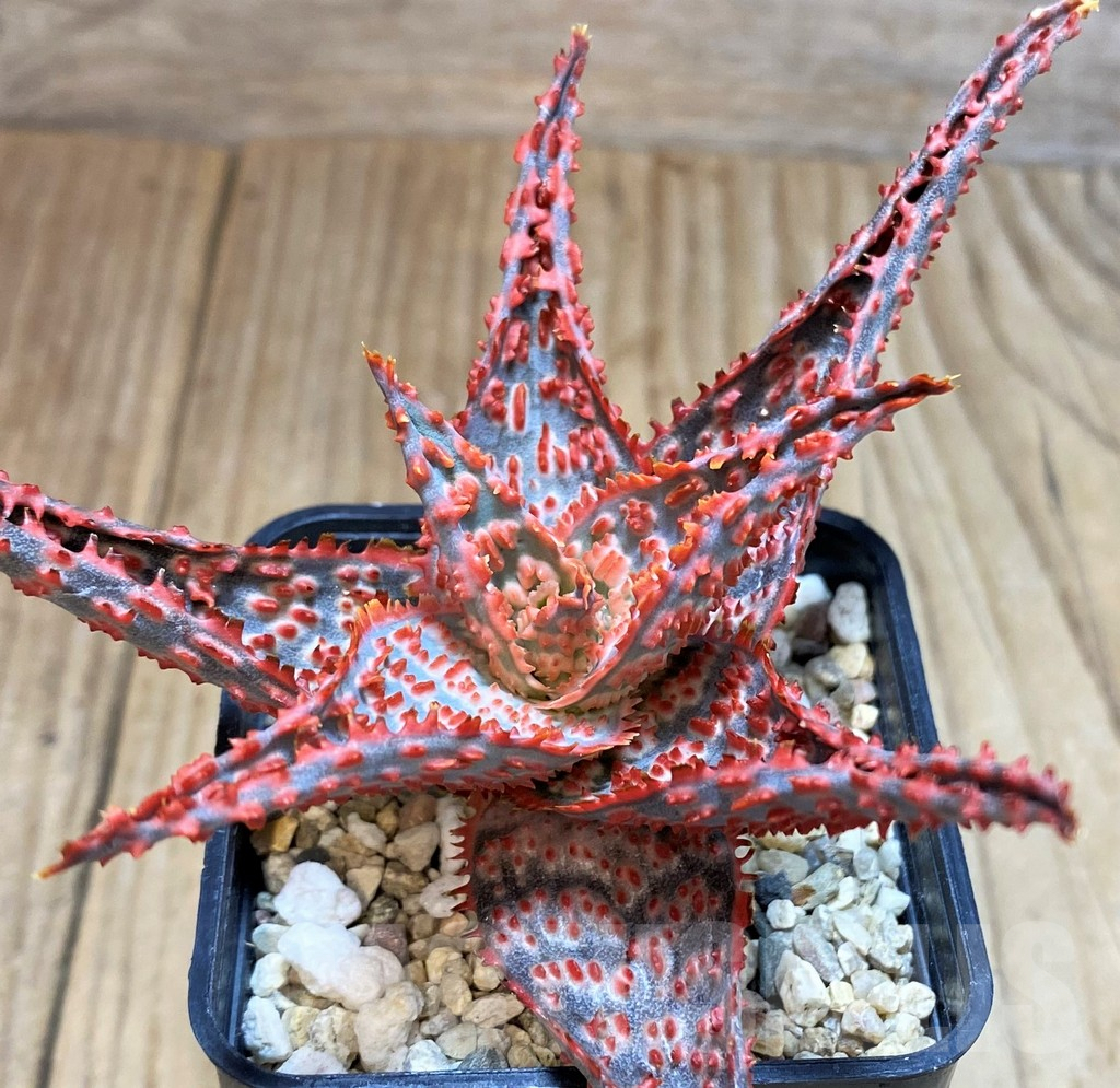 SH3250 Aloe TCT hybrid - Image 2