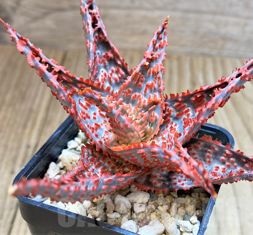 SH3250 Aloe TCT hybrid