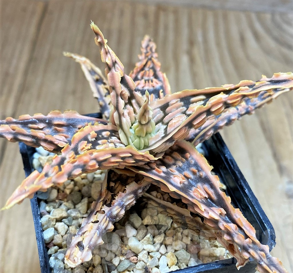SH3252 Aloe TCT hybrid - Image 3