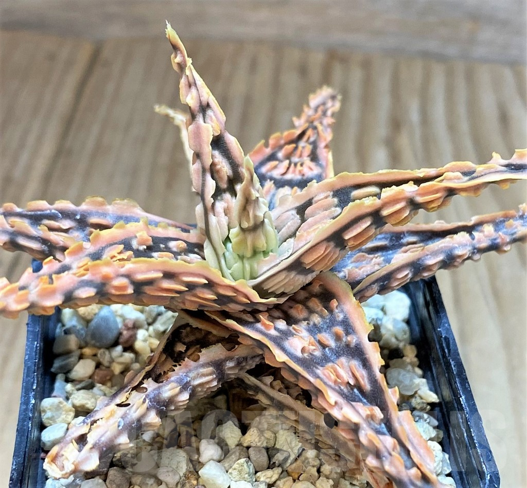 SH3252 Aloe TCT hybrid