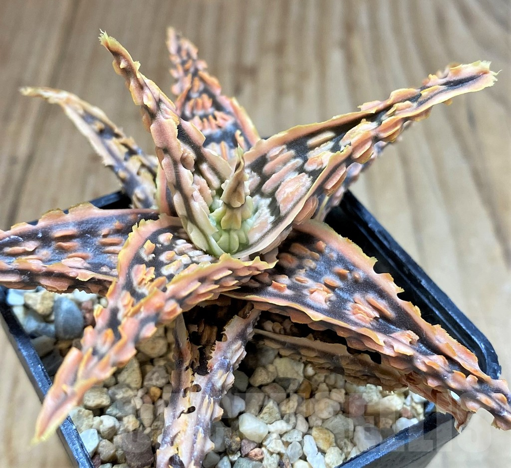 SH3252 Aloe TCT hybrid - Image 2