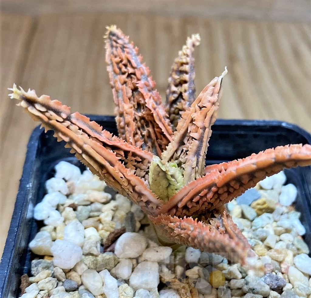 SH3255 Aloe TCT hybrid