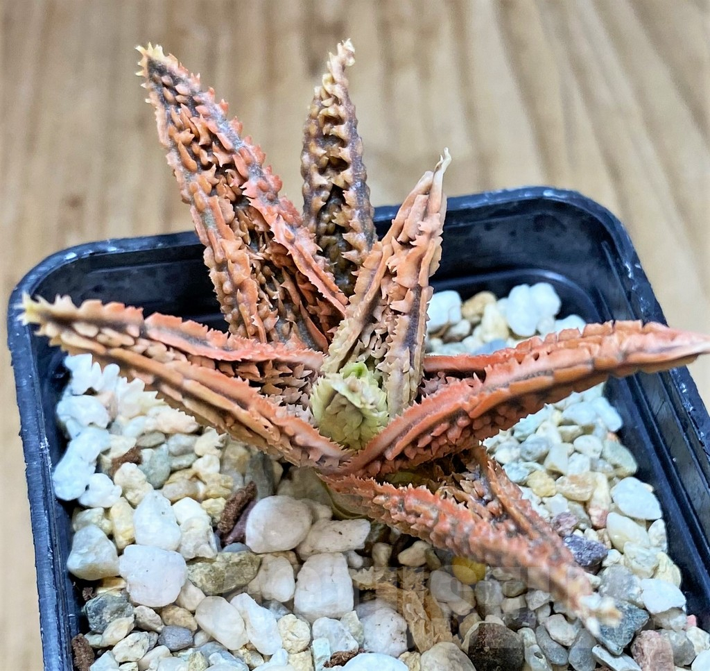 SH3255 Aloe TCT hybrid - Image 2